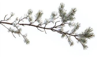 Snowy Pine Branch photo