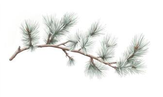 Winter pine branch, delicate and detailed photo