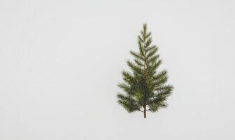 Small, solitary evergreen sprig photo