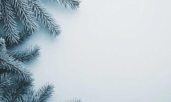 Frosted pine branches on a light blue background photo