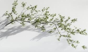 Delicate branch with fresh leaves casts shadows photo