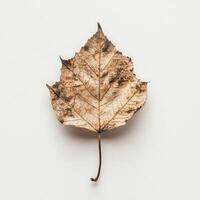 Dried autumn leaf on white background photo