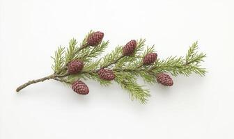 A branch with small, reddish cones photo