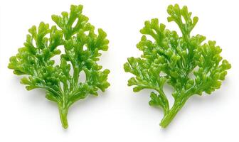 Two bright green leafy sprigs photo