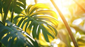 Lush foliage in sunlight photo