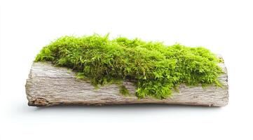 Moss-covered log on white background photo