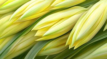 Close-up of pale yellow flower buds. Delicate, overlapping petals and green foliage photo