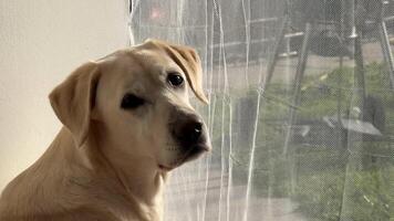 A Labrador Retriever gazes thoughtfully out a sunlit window, capturing a serene moment of contemplation and companionship video