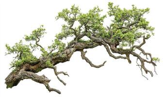 Mature tree branch with vibrant foliage, reaching out photo