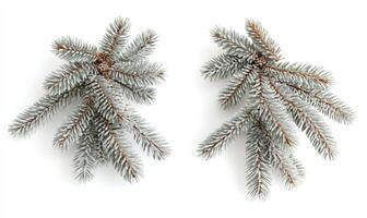Two frosted sprigs of pine photo
