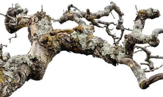 Twisted, weathered tree branch photo