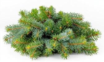 Fresh evergreen sprigs photo