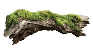 Decayed log covered in lush green moss photo