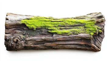 Aged log section covered in moss photo