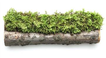 Moss-covered log section photo
