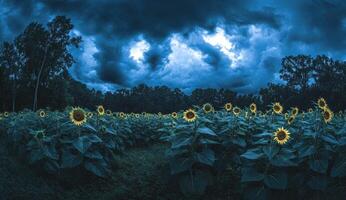Stormy sunflower field at night photo