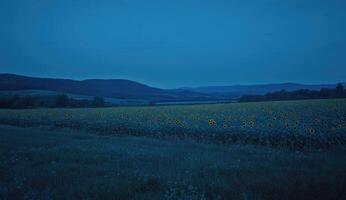 A vast sunflower field at twilight, stretching towards a distant mountain range. The landscape is bathed in a cool, tranquil blue hour light photo