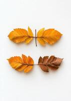 Two autumn leaves, contrasting colors, symmetrical arrangement photo