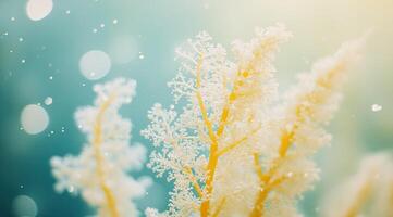 Delicate winter flora in soft light photo