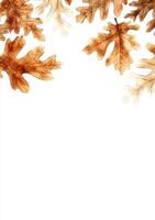 Autumnal oak leaves, delicate and warm hues against a crisp white backdrop photo
