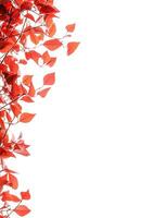 Vibrant crimson leaves cascading down the side photo