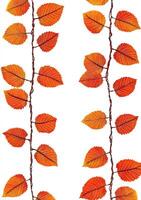Autumn leaves cascading down photo