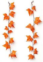 Two vertical strands of autumn foliage, vibrant orange leaves on thin stems photo