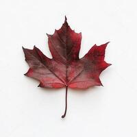 Crimson autumn leaf on white background photo