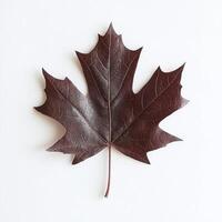 Single deep burgundy maple leaf photo