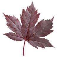 Vibrant Deep Red Maple Leaf photo