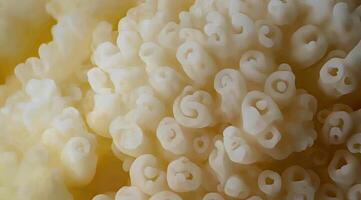 Close-up of a cluster of delicate, creamy-white, textured formations. Abstract, organic, coral-like structures photo