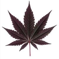 Deep purple cannabis leaf photo