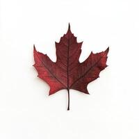 Single autumn maple leaf photo