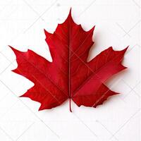 Vibrant red maple leaf, detailed veins, against white background photo