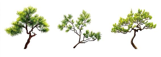 Three stylized pine trees photo
