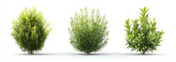 Three types of lush green bushes photo