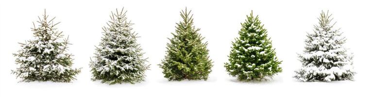 Snowy Christmas Trees photo