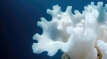 Delicate white coral structure photo
