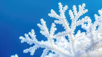Close-up of delicate white coral branches against a vibrant blue backdrop photo