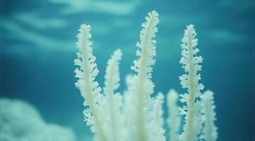 White coral branches in ocean depths photo