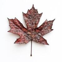 Autumnal maple leaf, dried and vibrant photo