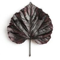 Dark crimson leaf, detailed close-up photo