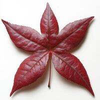 Deep crimson star-shaped leaf photo