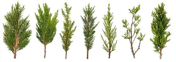 Collection of Conifer Branches photo