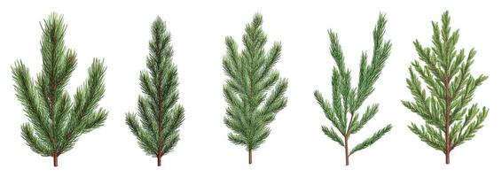 Four Types of Conifer Branches photo
