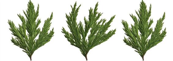Three sprigs of vibrant green foliage photo