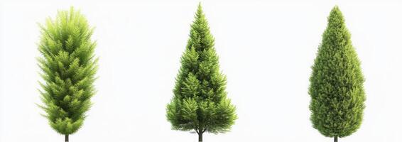 Three Coniferous Trees photo