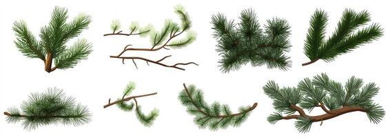 Collection of Pine Tree Branches photo