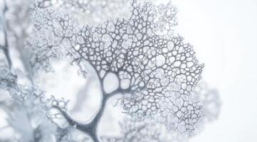 Delicate, icy, botanical structure photo