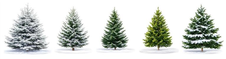 Four Christmas Trees with Varying Snow Cover photo